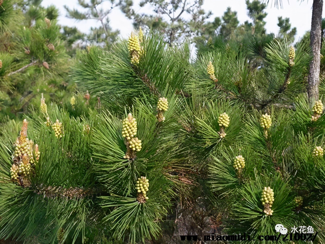 魚類常見(jiàn)寄生蟲?。菏褂弥胁菟幒统Ｒ?jiàn)植物的殺蟲方法