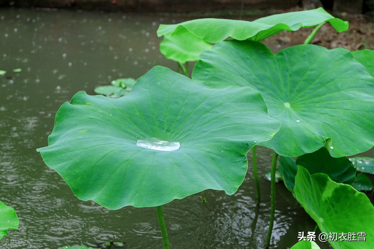 仲夏荷叶雨露七首：盈盈荷上露，满池荷叶捧真珠-第3张图片-诗句网