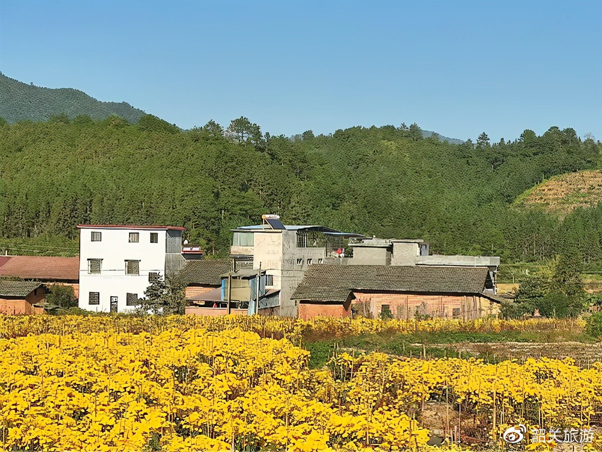 准备打卡！金丝皇菊花海、银杏...周末来南雄这条线，玩法不重复