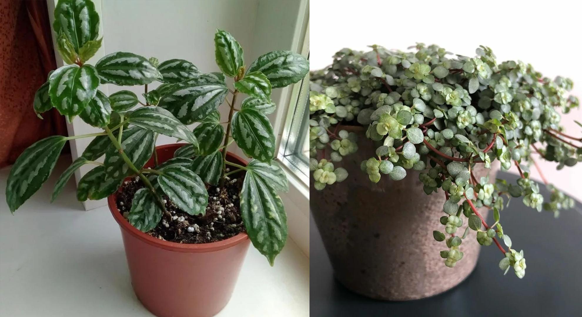 The graygreen cold water flowers with the leaves like small coins are