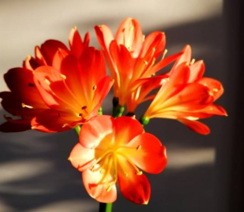 常见植物的配土方式 记住了不吃亏 植物越长越壮 简易百科