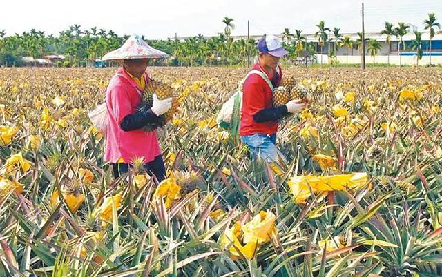 菠蘿禁令：台灣經濟的重擔，壓垮台灣農產品外銷的第一根稻草？