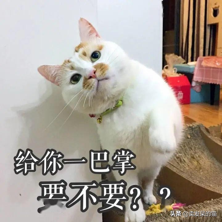 泰国警方逮捕了一只疫情期间 违反夜间外出禁令的猫 国际 蛋蛋赞