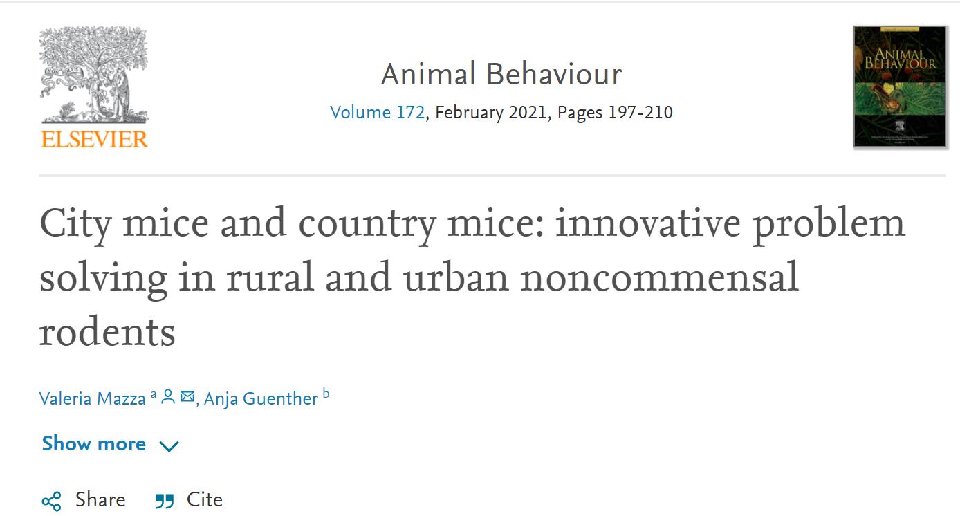 老鼠都在进化！研究发现城市里的老鼠智商变高，是人类造成的-第2张图片-IT新视野