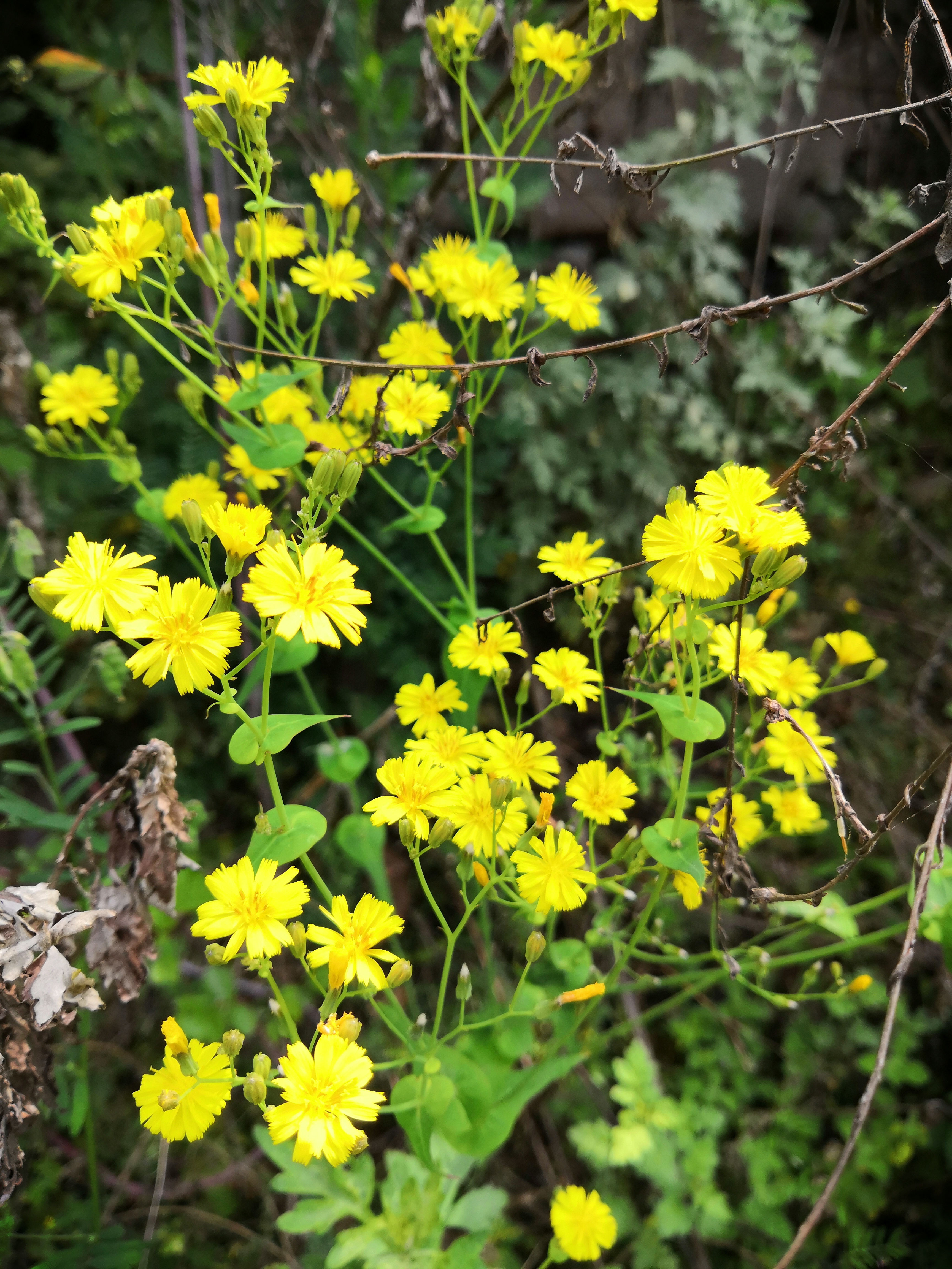 奉节县石岗乡一个山清水秀人杰地灵的地方，春天景色正美