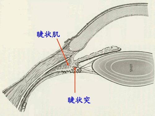 孩子近视，不管能不能治好，这些原理你必须得懂