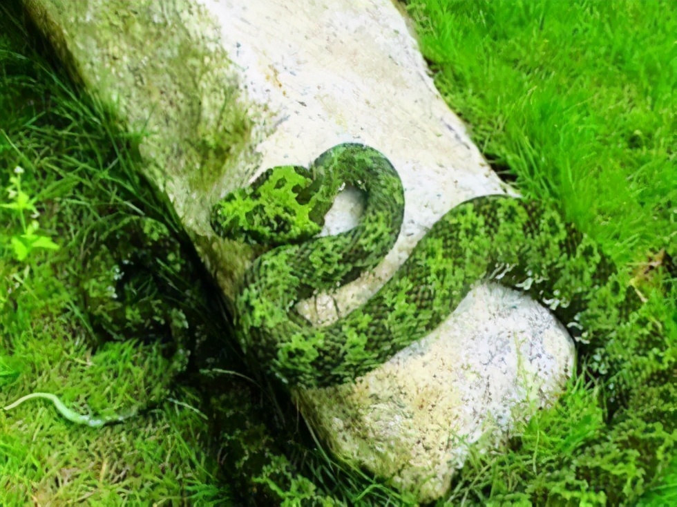 中國毒性最強的十大毒蛇 劇毒無比 眼鏡王蛇只能排第6 新疆駝峯 Mdeditor