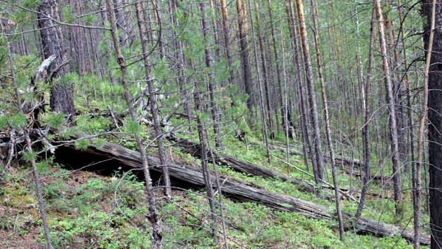 通古斯大爆炸，2000平方公里森林瞬间被毁，始作