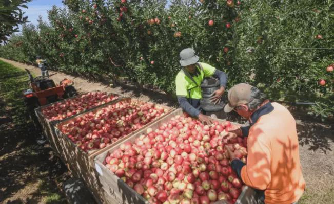 澳洲PR配额或暴涨？多名政客呼吁“给黑民提供移民签证”