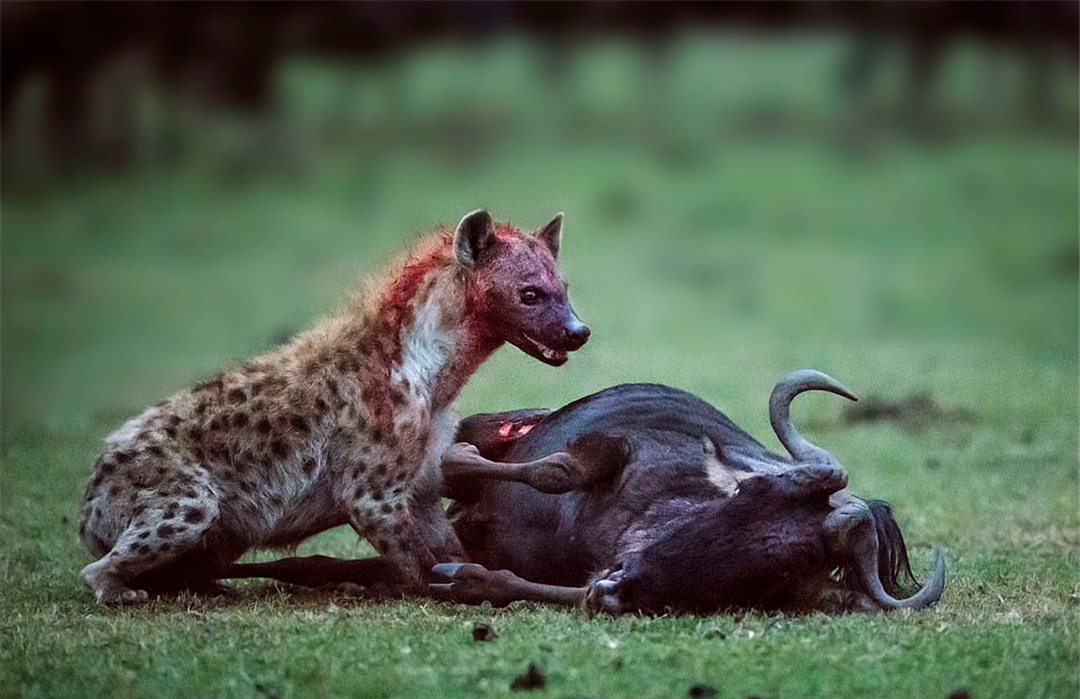 Spotted hyena Why do you like to eat carrion from the "anus" and you