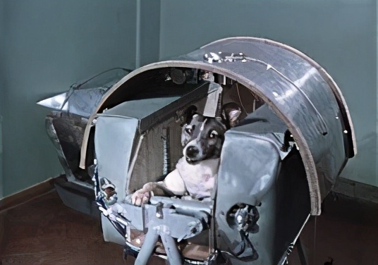 The first dog to enter space knows that it will not come back before it  takes off, and the truth of its death has been concealed for 45 years. -  iNEWS