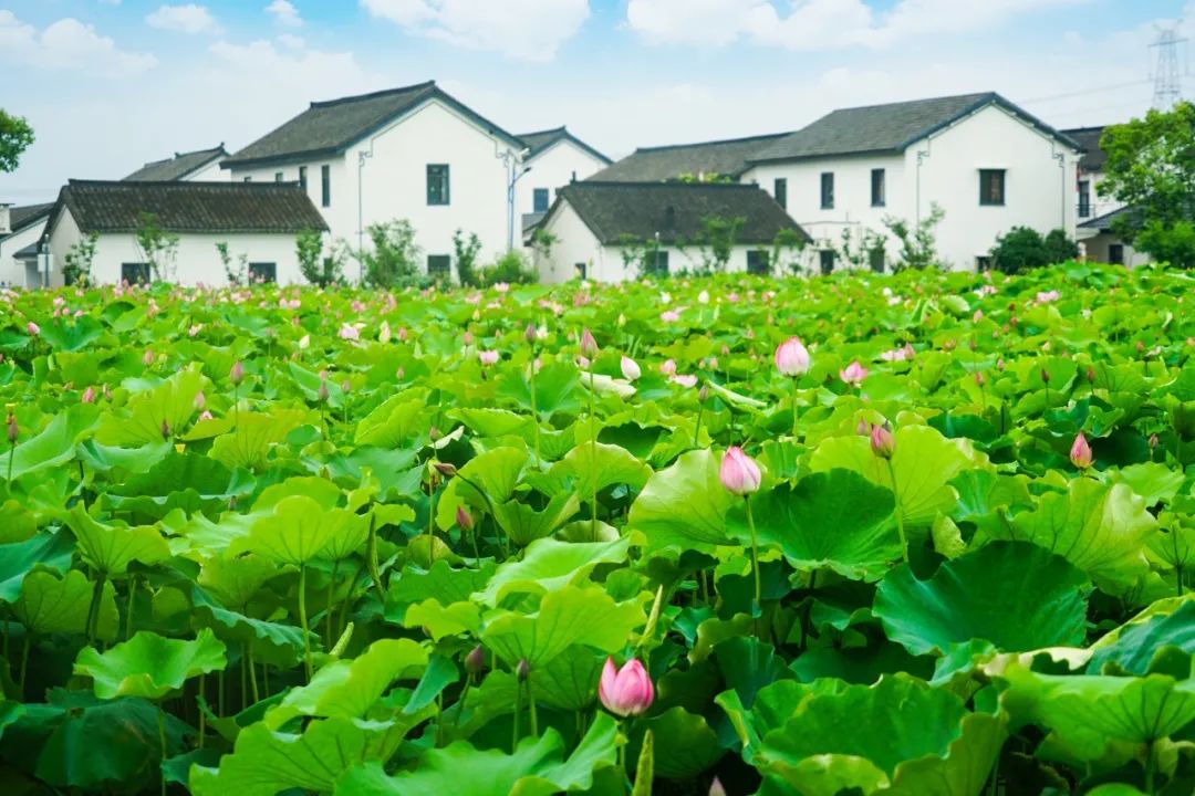 小暑炎热，清凉的诗句，凉到你的心里-第3张图片-诗句网