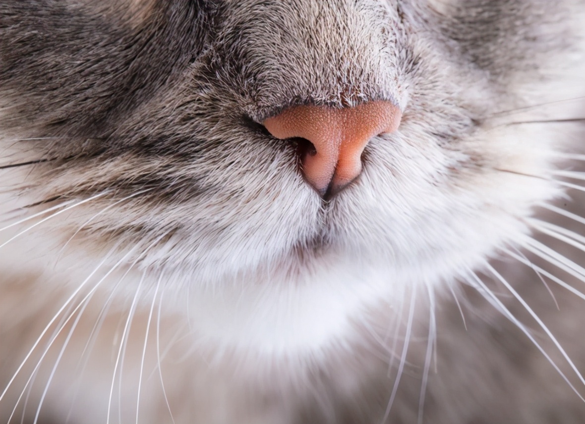 猫咪健康的晴雨表 鼻子可以判断猫的身体状况 资讯咖