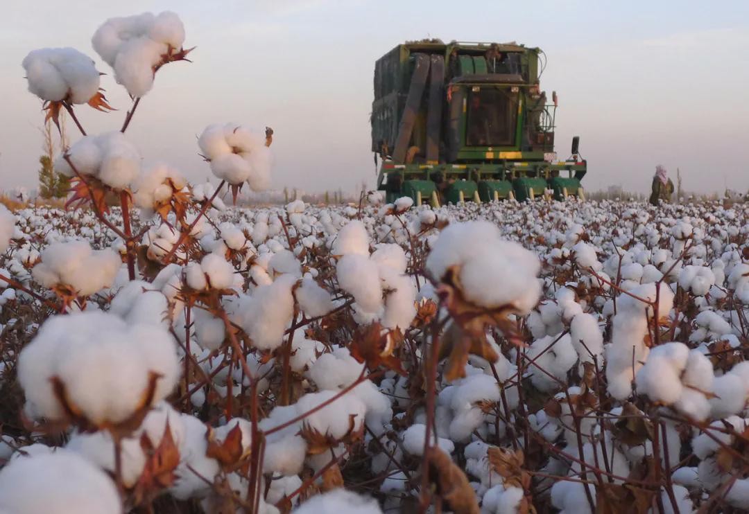 Does cotton of Xinjiang of bring shame on still want to make money in China? Be able to bear or endure Ke Adi market prise steeps fall, evaporate overnight 73.3 billion