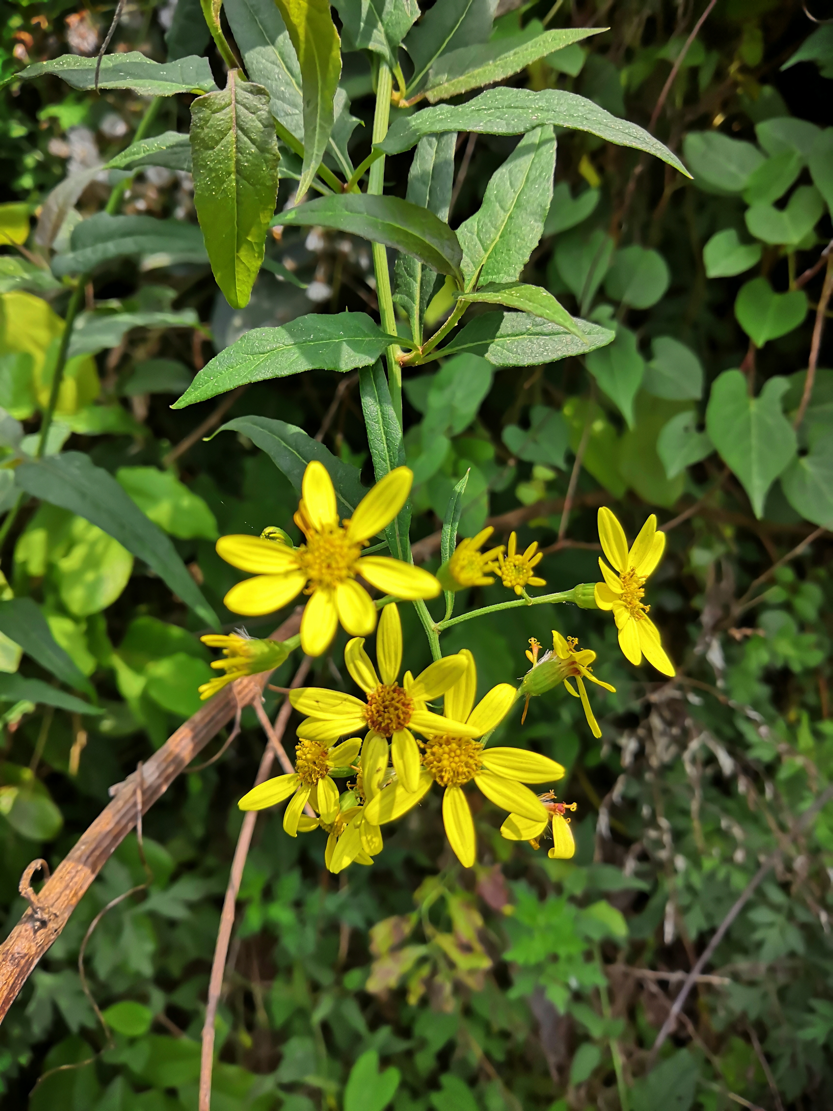 奉节县石岗乡一个山清水秀人杰地灵的地方，春天景色正美