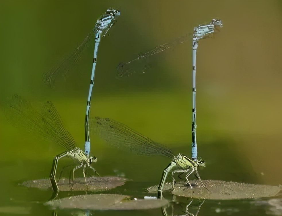 水花(鱼苗)育苗：常见的八类水生敌害虫类及其防控