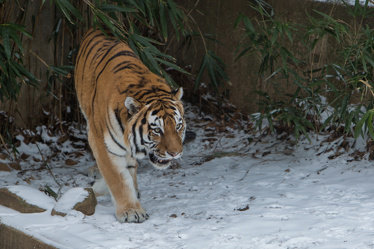 The bite force of the tiger is stronger than that of the lion ...