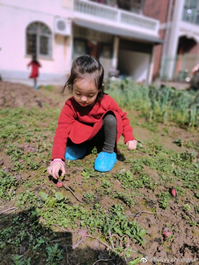 楊威老婆帶仨孩子採摘，樂樂變大力士拎兩筐草莓，高姐姐歡歡半頭