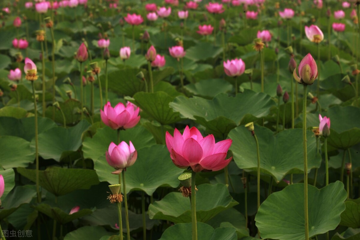 灼灼其华自芳菲，玉掌红颜，幽梦图一醉-第3张图片-非凡网