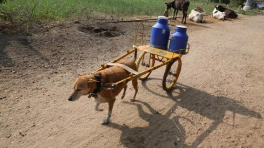 世界上最勤劳的狗，每天替主人运送50升牛奶，坚