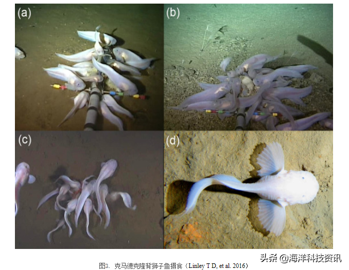 深海獅子魚(yú)－神秘的超深淵居民