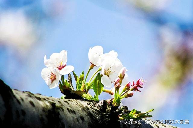 今日立春丨万物复苏 春暖花开 乔家大院红木古建 Mdeditor