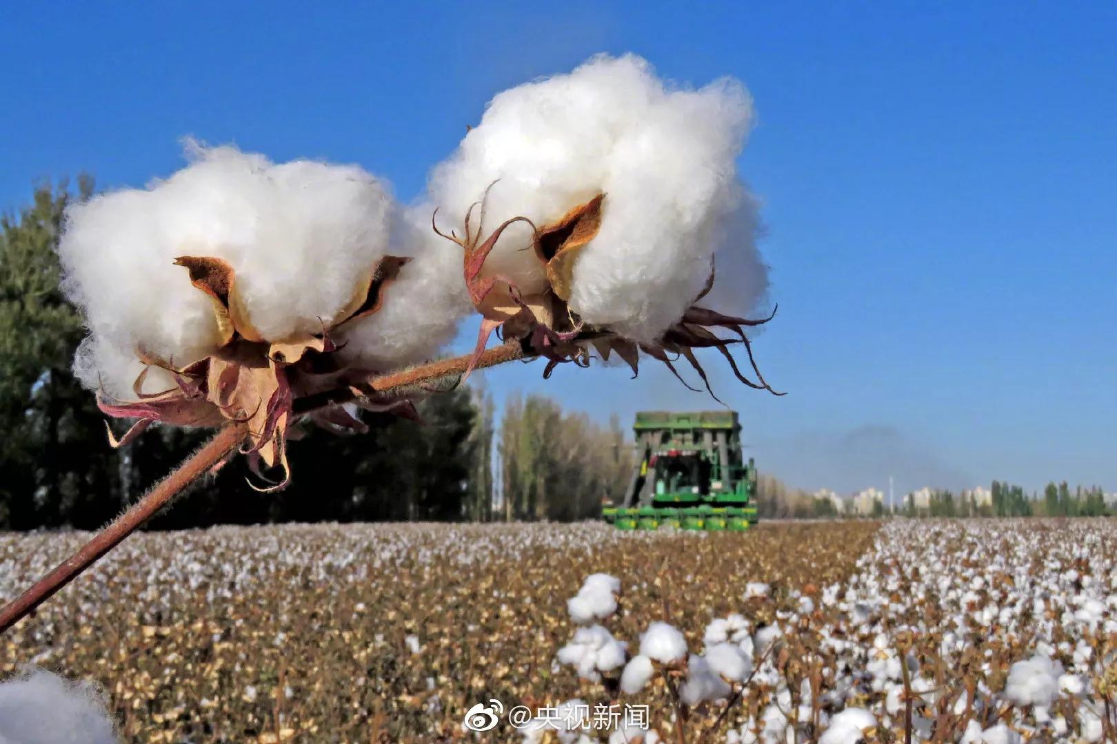 The cotton with snow-white Xinjiang