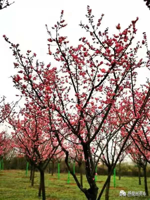 冒着蒙蒙细雨我去兴平湖畔赏梅花 资讯咖