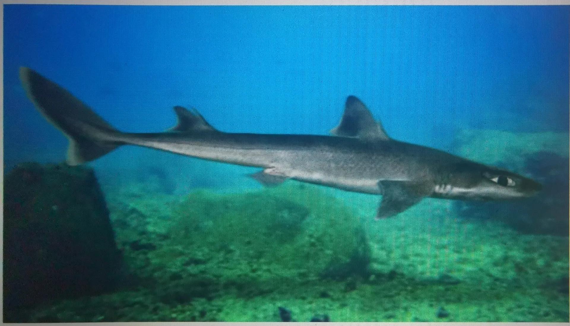 Poisonous sharks appear on the Thames in London iNEWS