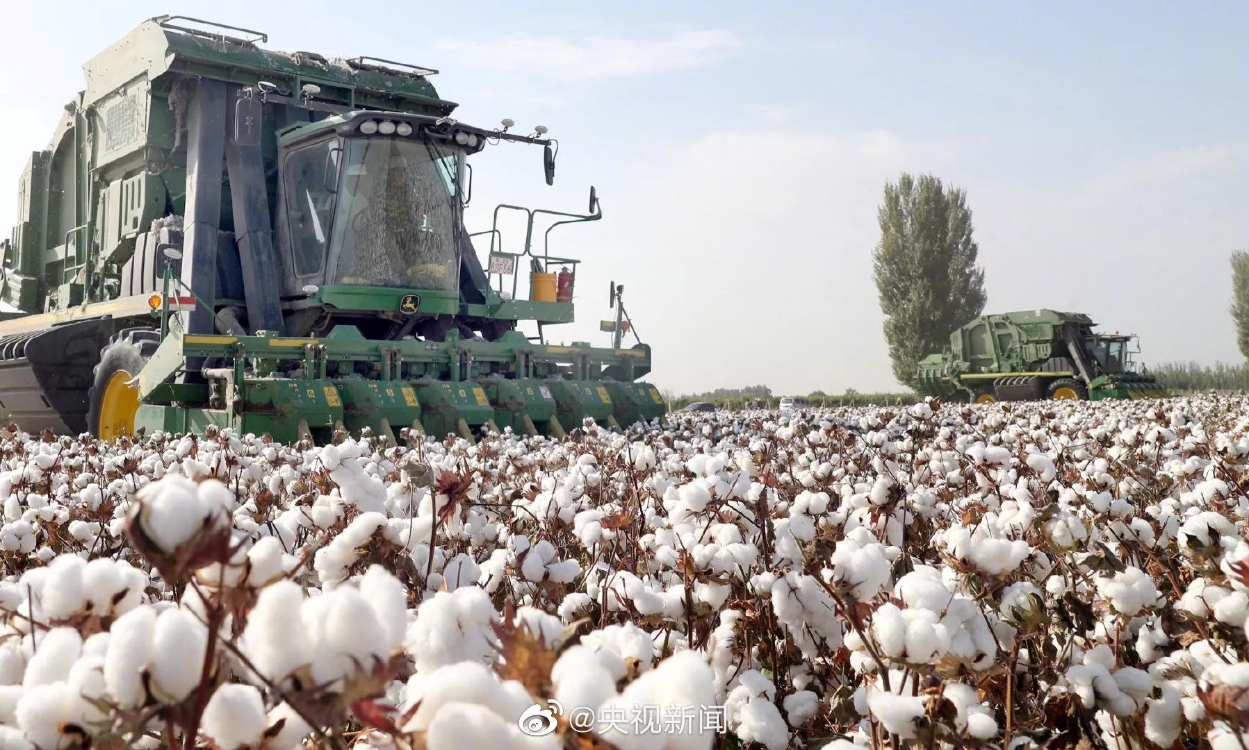 The cotton with snow-white Xinjiang