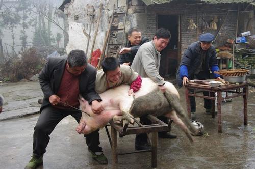 在农村过年时，杀猪是很常见的事，你们哪里呢