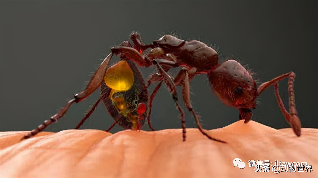 “無敵的”入侵紅火蟻