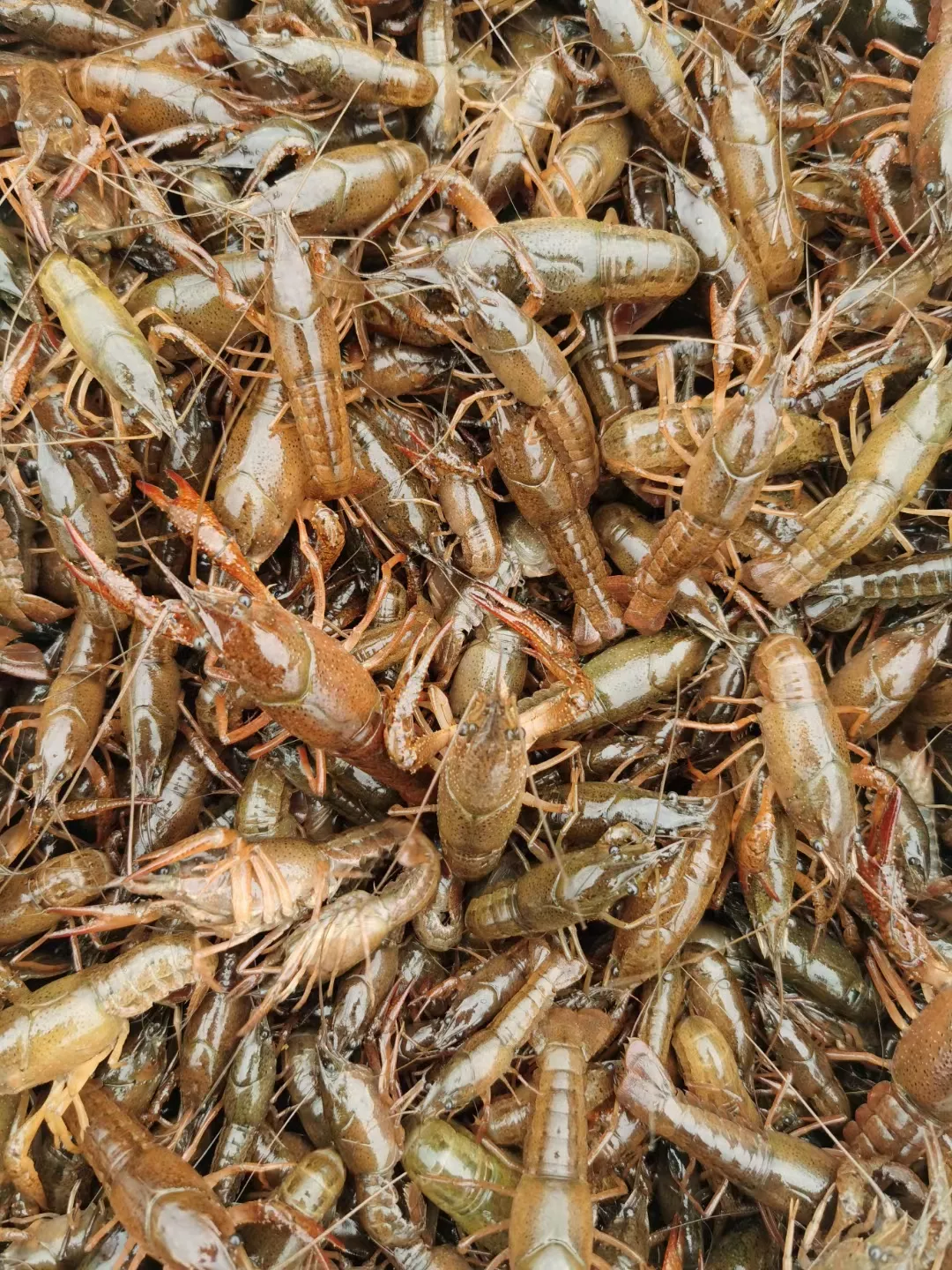 浅析小龙虾产业中的几个重大问题—小龙虾养殖的“苗种”问题