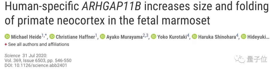 Science：导入了人类特有基因后，猴脑有了进化的趋势