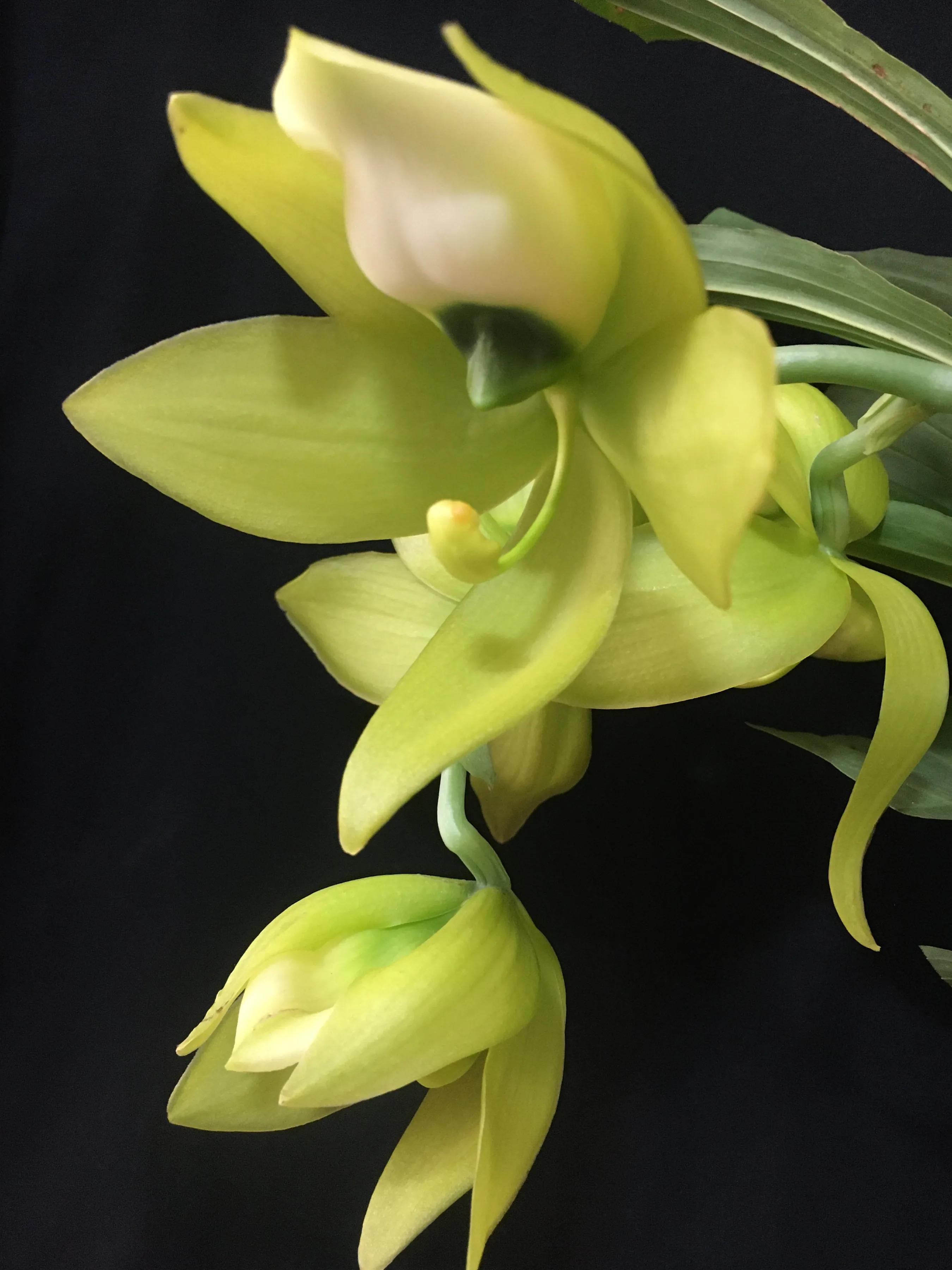 Swan orchid that makes people fall in love at first sight iNEWS