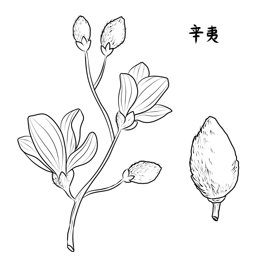 真味 春天除了野菜还有春花可食 百草箱中医 Mdeditor