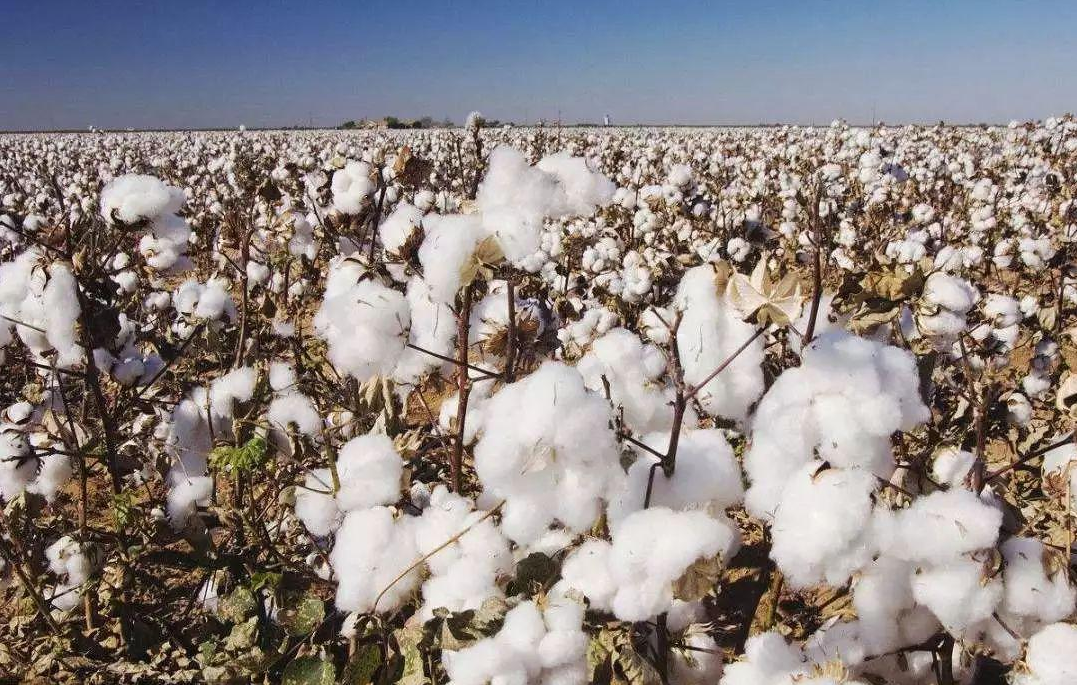 棉花也要強買強賣？ 澳洲農業部長喊話中國，要求解釋無意購買原因