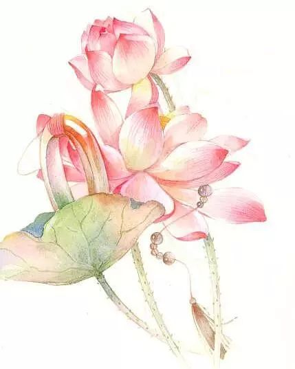 古风美物插画 | 裁为合欢扇，团团似明月