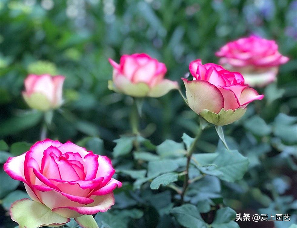 深红、浅红、玫瑰红,擦了口红的月季格外美