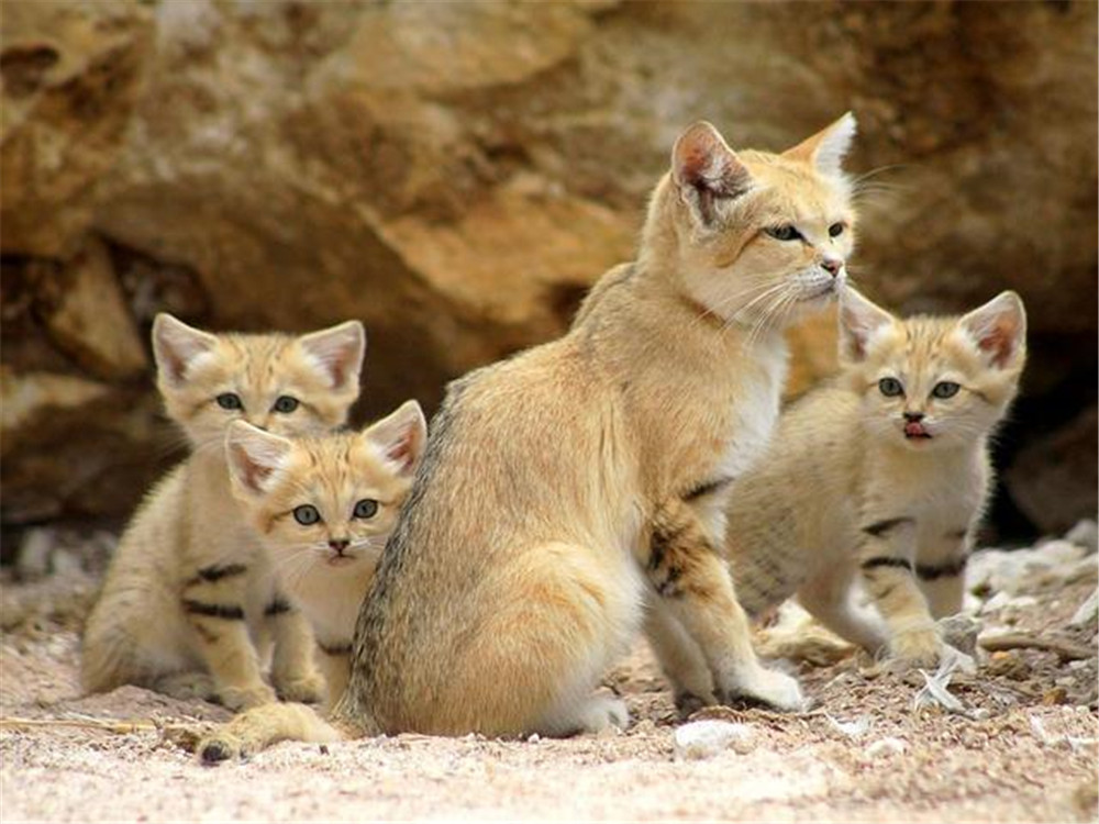 Sand Dune Cat The only cat that lives in the desert, with a fierce heart hidden in its cute