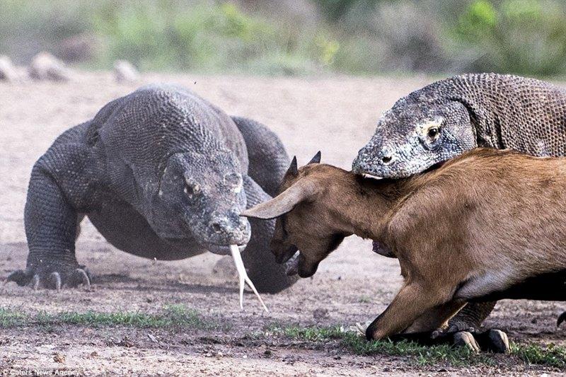 The largest and most poisonous lizard in the world-Komodo dragon - iNEWS