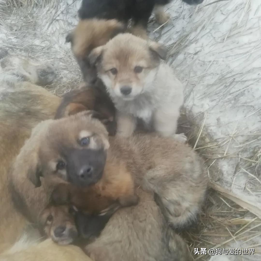 The stray dog hugged 7 babies before being frozen to death. Volunteer: It took two days to separate them 