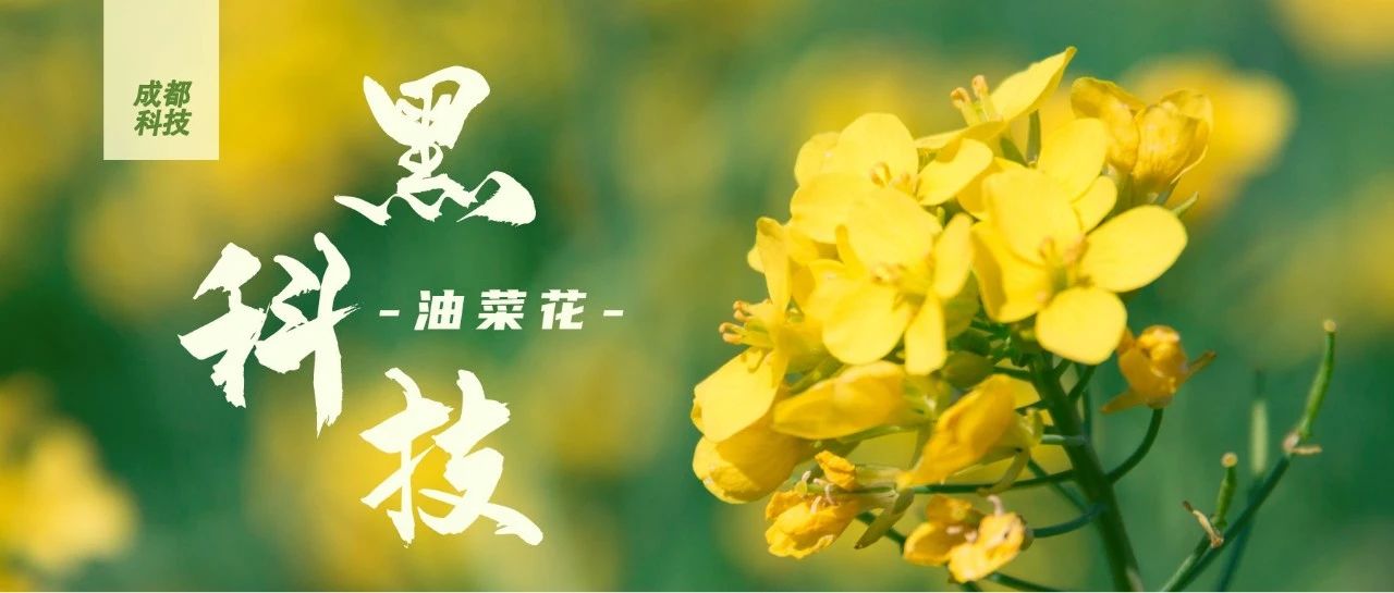 快看！ 油菜花背后的“黑科技”！