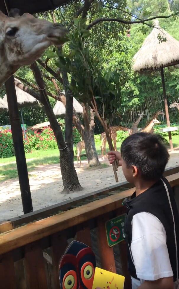 全红婵太开心了！接了广告后又逛动物园，还疑似入住超豪华酒店