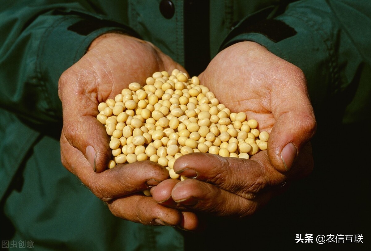 1619万吨巴西大豆出口，全部进入中国？美国大豆将被“忽视”大跌