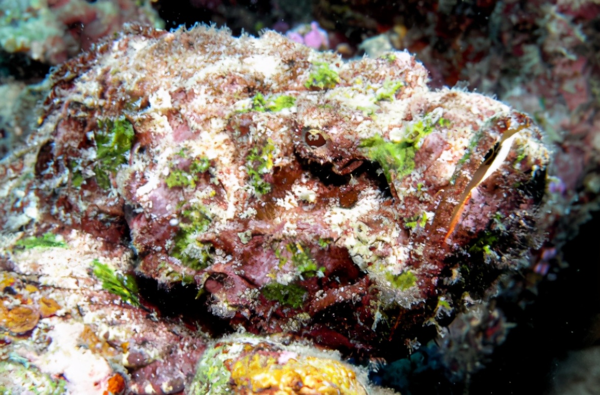 澳洲海滩出现全球最毒生物！一碰致命！已有17岁少年不幸离世