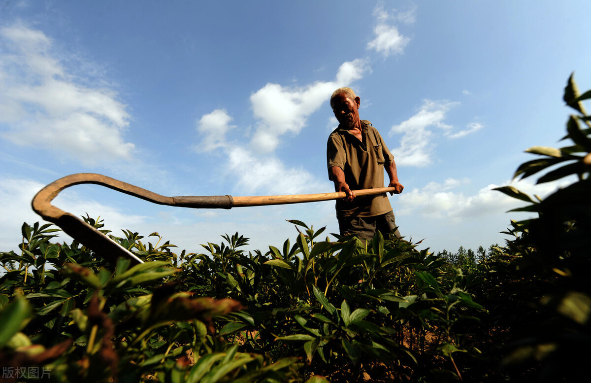"Bean Field" in Walden Lake Seeding and Harvesting iNEWS
