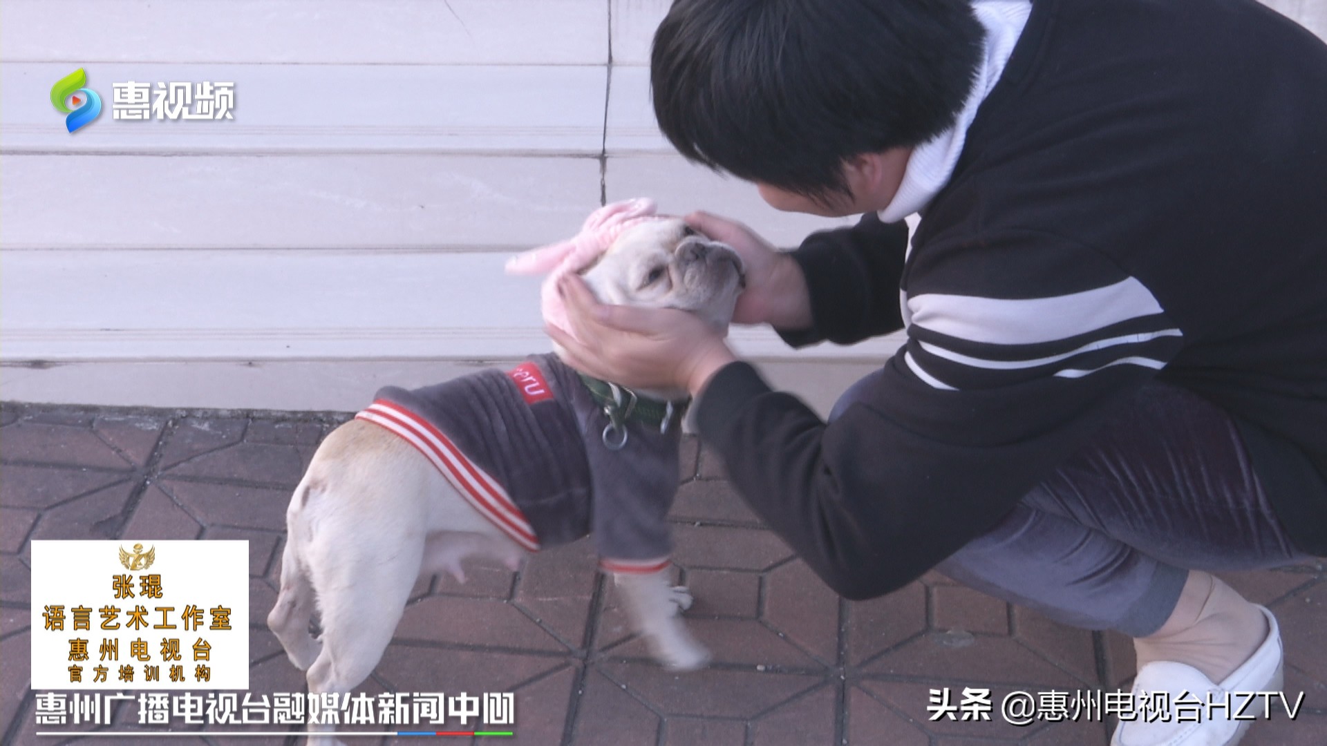 四只幼犬出生后接连死亡 主人要求宠物医院赔偿配种费合理吗 宠物 爆资讯新媒体平台
