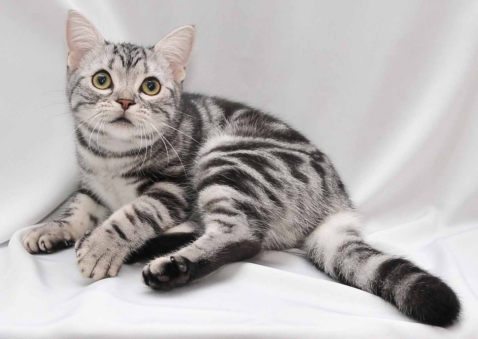 美国短毛猫不止有银色虎斑，还有这6种颜色，你都认识吗？