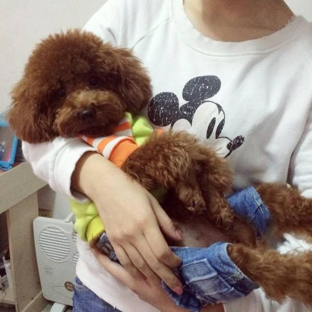 用这6种方式抱狗，它不仅不让你抱，可能还会受伤